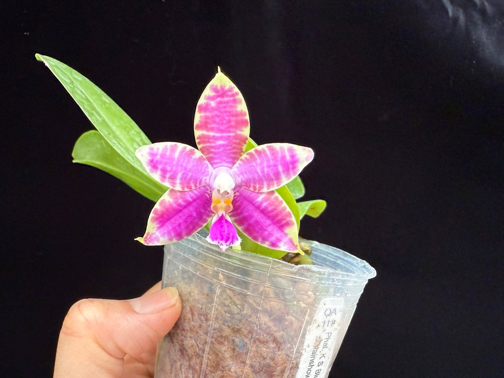 Phalaenopsis KS Blue Ludde x Mainshow Magic 250515 Seed Grown Flowering