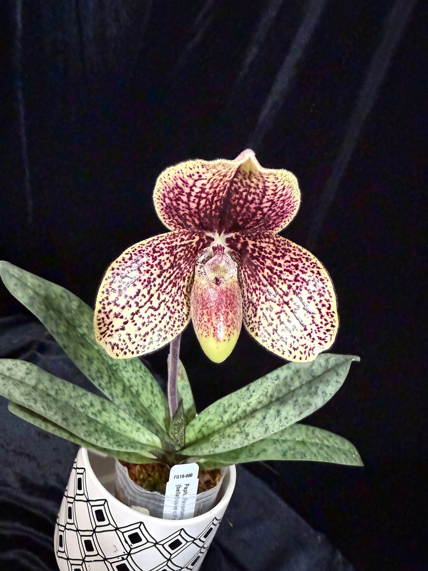 Paphiopedilum Favorlang Iguana - Seed Grown