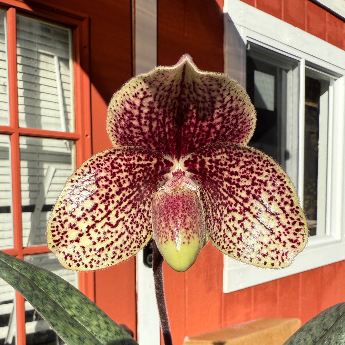 Paphiopedilum Favorlang Iguana - Seed Grown