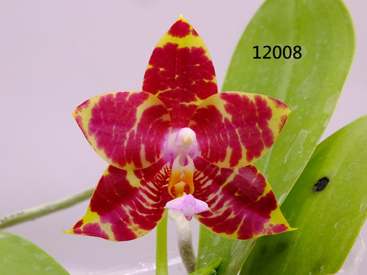 Phalaenopsis Freya's Bubble Dragon 12008