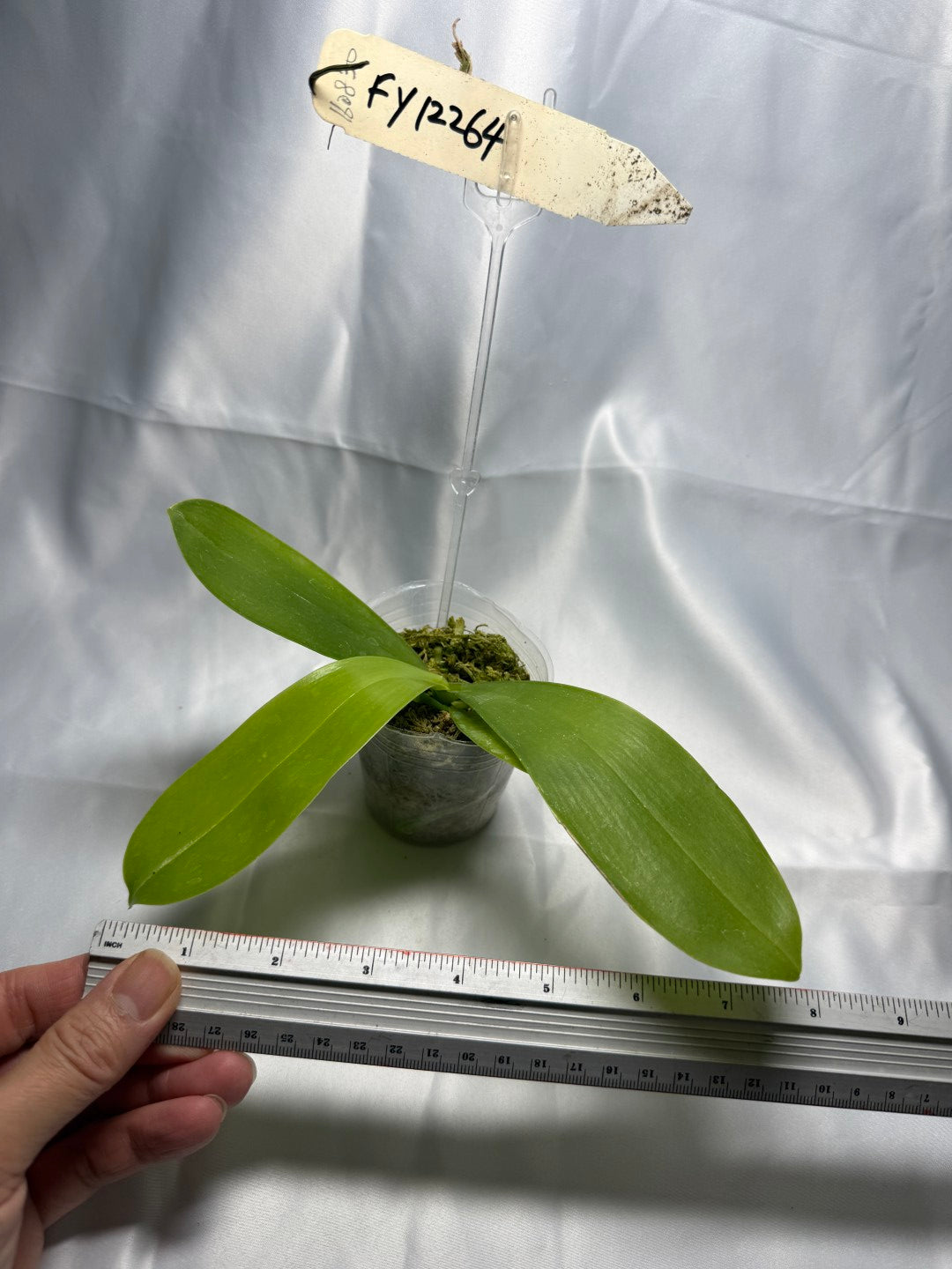 Phalaenopsis Freya's Bubble Dragon 12008