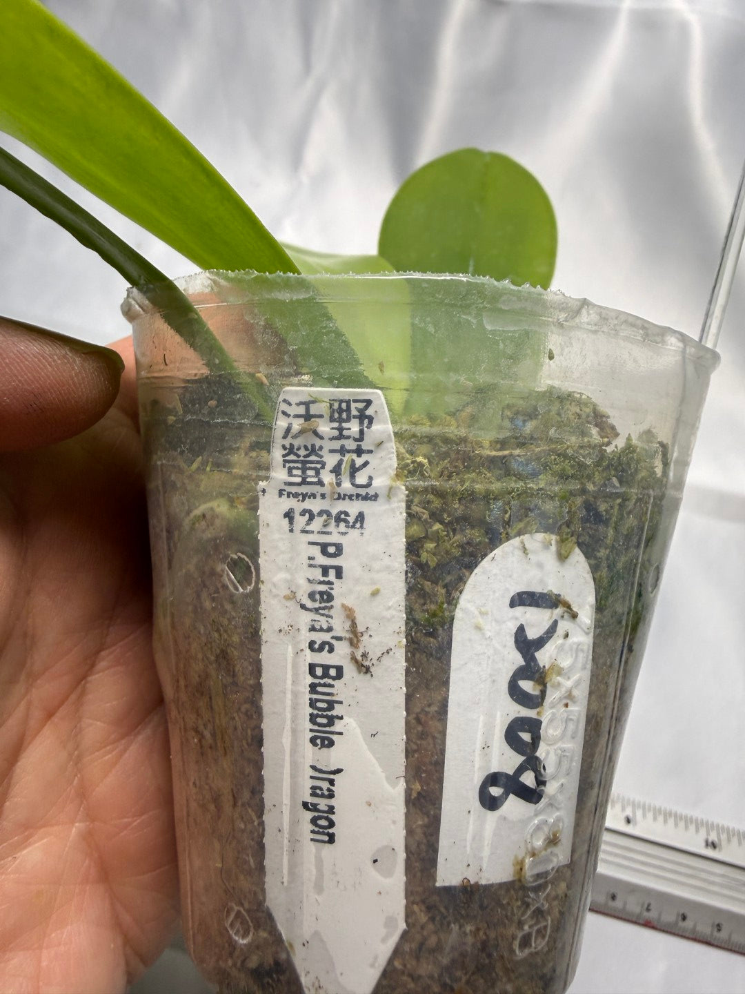 Phalaenopsis Freya's Bubble Dragon 12008