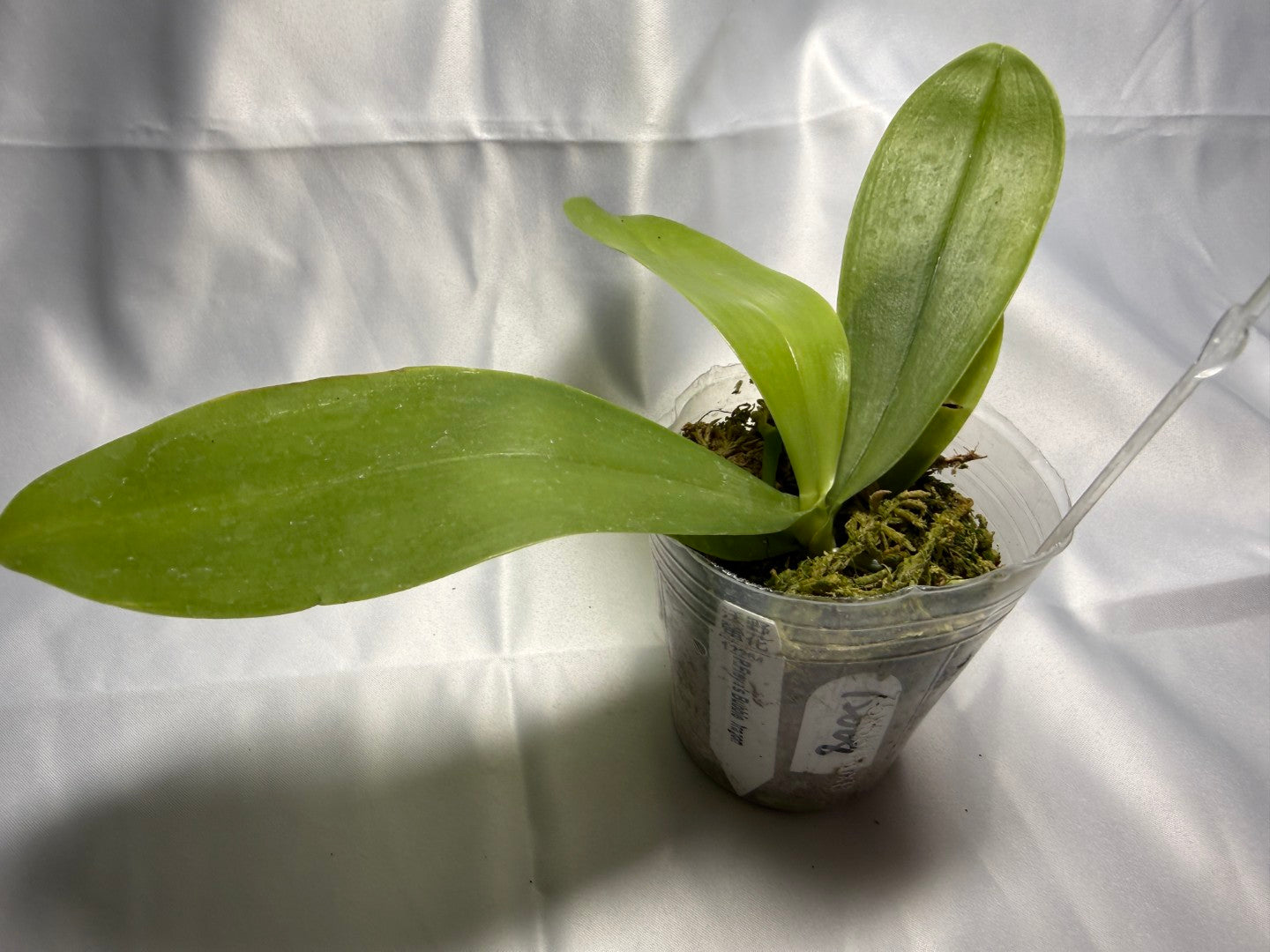 Phalaenopsis Freya's Bubble Dragon 12008