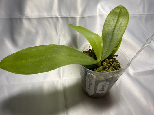 Phalaenopsis Freya's Bubble Dragon 12008