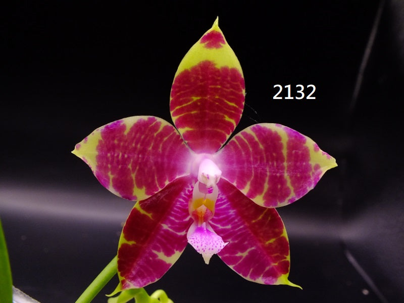 Phalaenopsis Freya's Bubble Dragon 2132