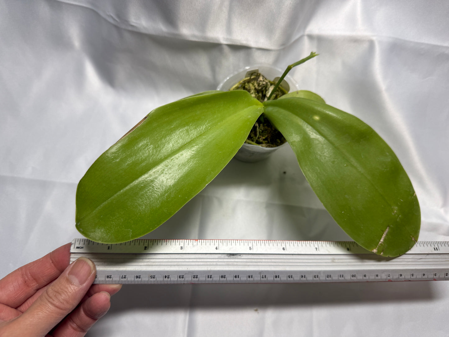 Phalaenopsis Freya's Bubble Dragon 2132