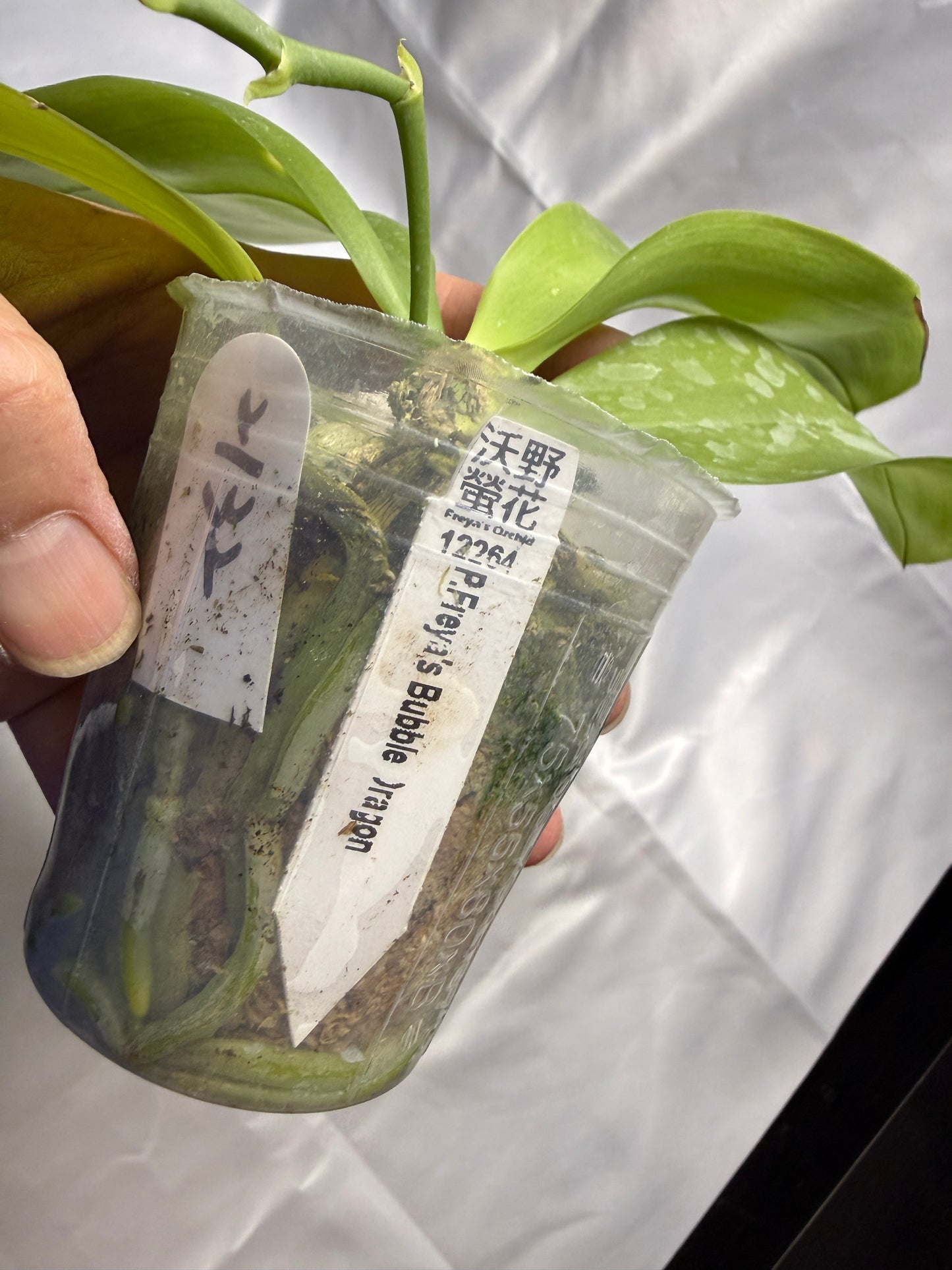 Phalaenopsis Freya's Bubble Dragon 2132