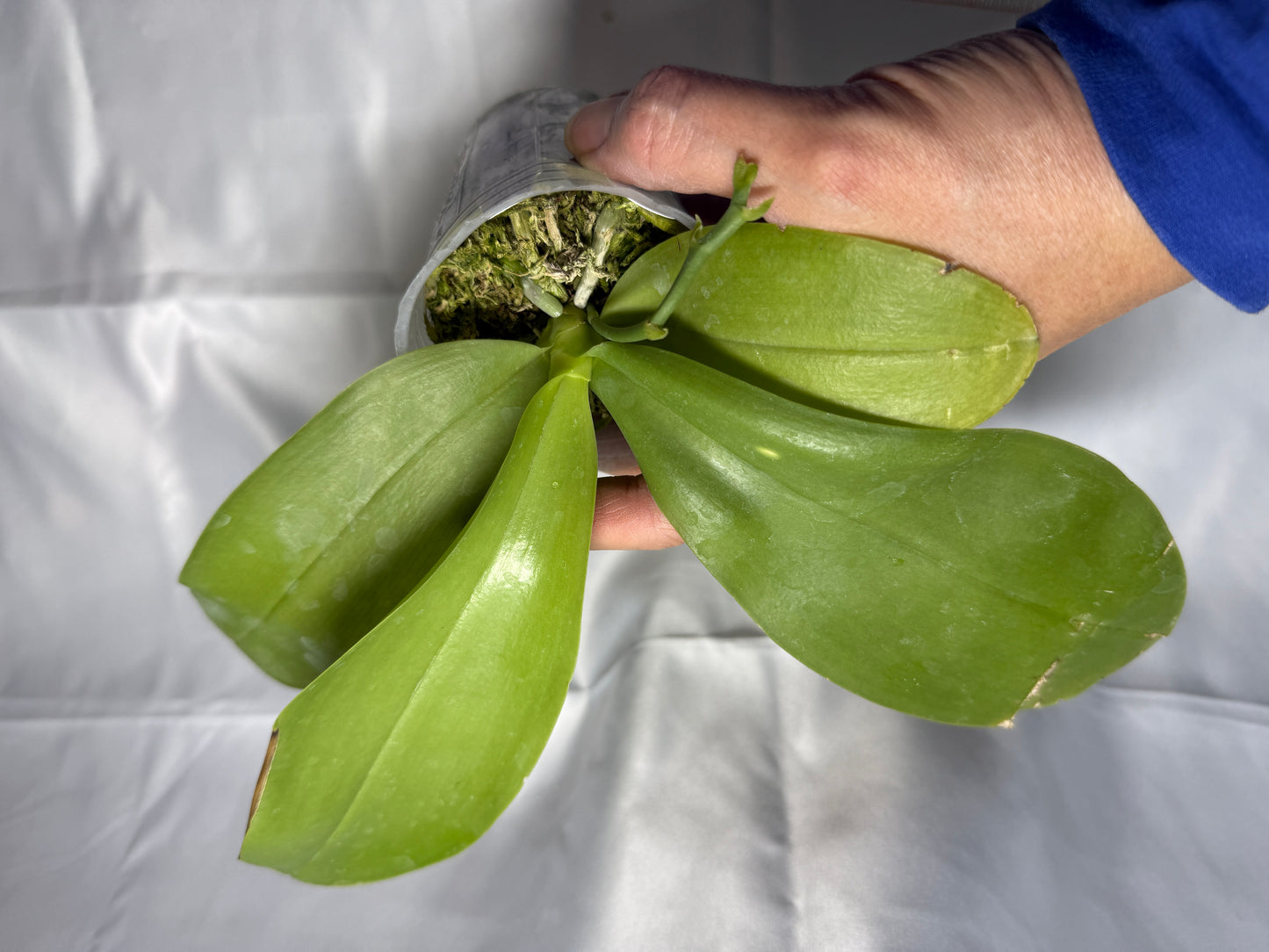 Phalaenopsis Freya's Bubble Dragon 2132