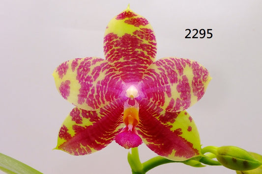 Phalaenopsis Freya's Bubble Dragon 2295