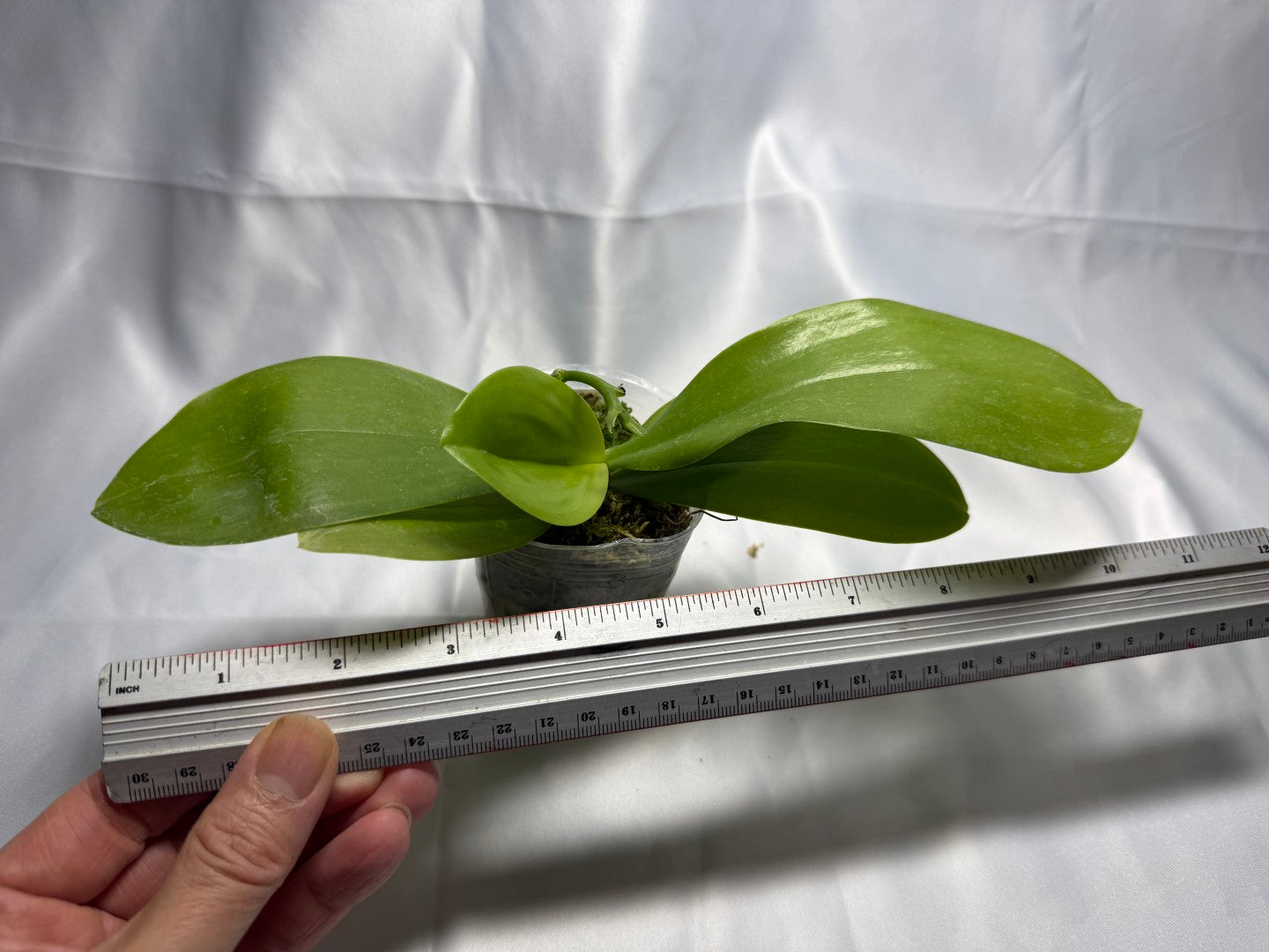 Phalaenopsis Freya's Bubble Dragon 2295