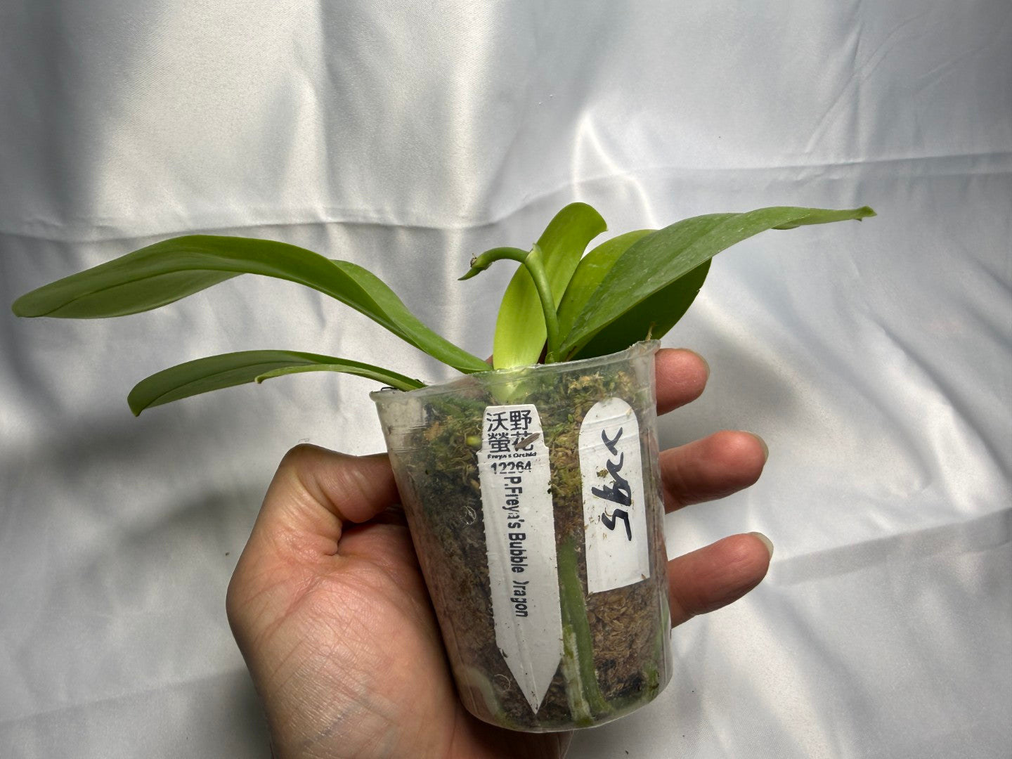 Phalaenopsis Freya's Bubble Dragon 2295