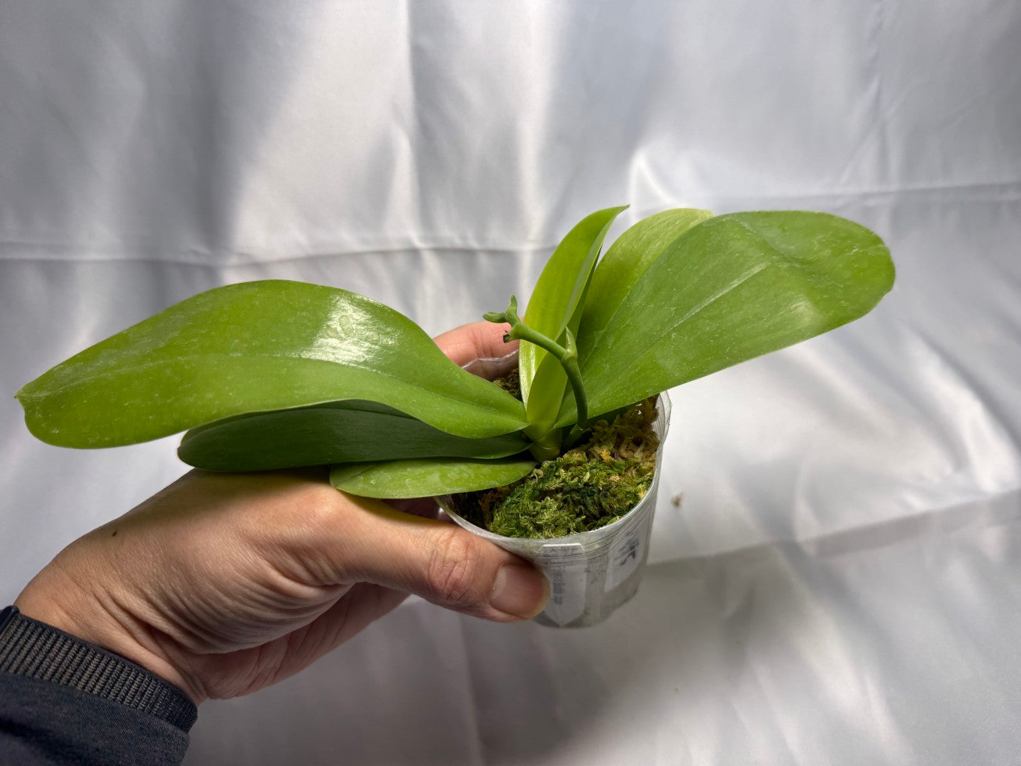 Phalaenopsis Freya's Bubble Dragon 2295