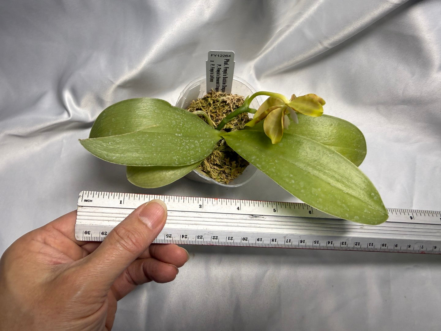Phalaenopsis Freya's Bubble Dragon 260420 Flowering Seed Grown