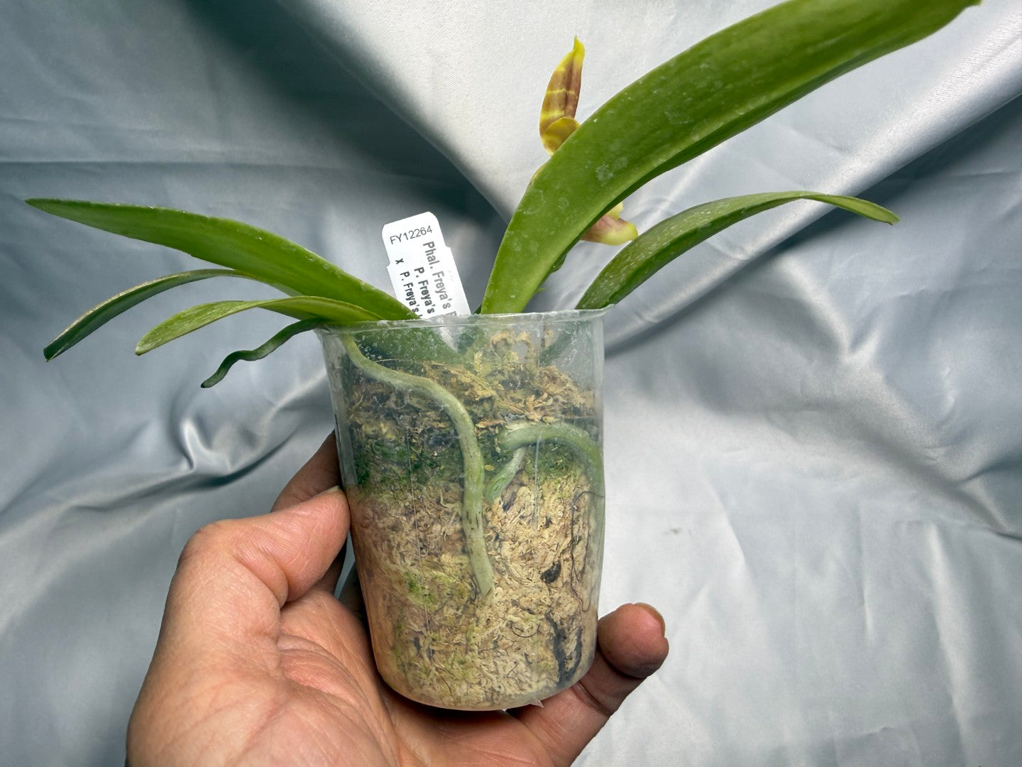Phalaenopsis Freya's Bubble Dragon 260420 Flowering Seed Grown