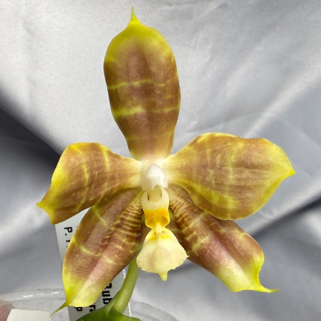 Phalaenopsis Freya's Bubble Dragon 260420 Flowering Seed Grown