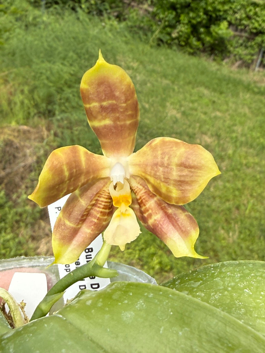 Phalaenopsis Freya's Bubble Dragon 260420 Flowering Seed Grown