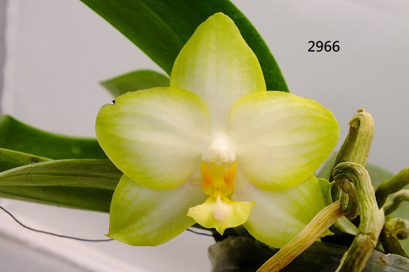 Phalaenopsis YangYang Yellow Parrot - seed grown extra large plant with keiki