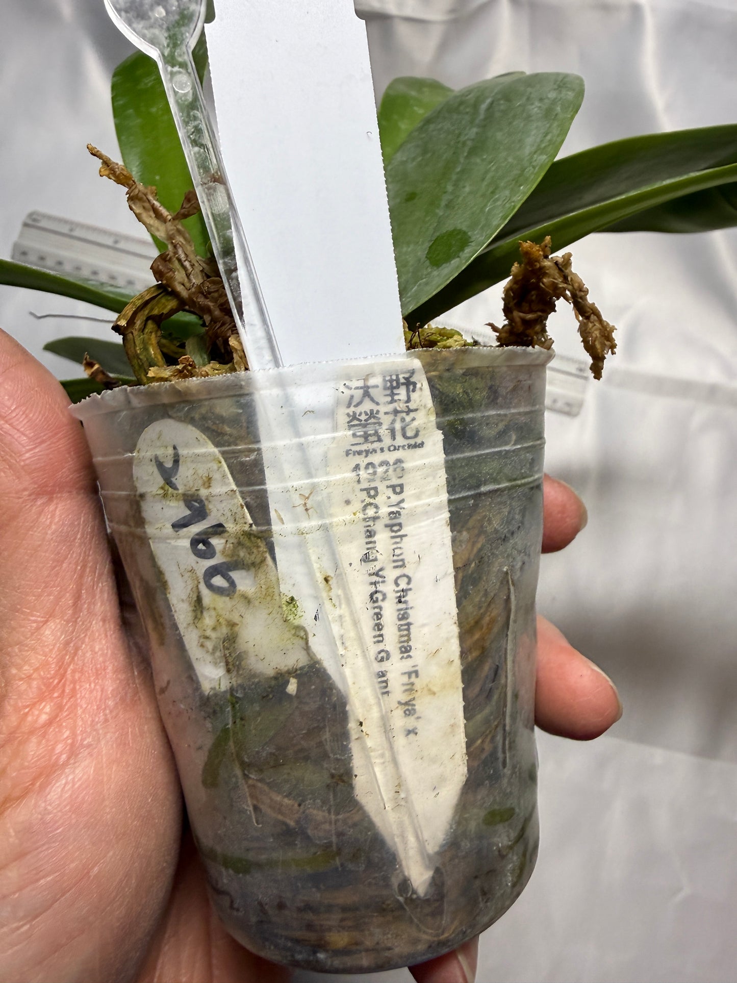 Phalaenopsis YangYang Yellow Parrot - seed grown extra large plant with keiki