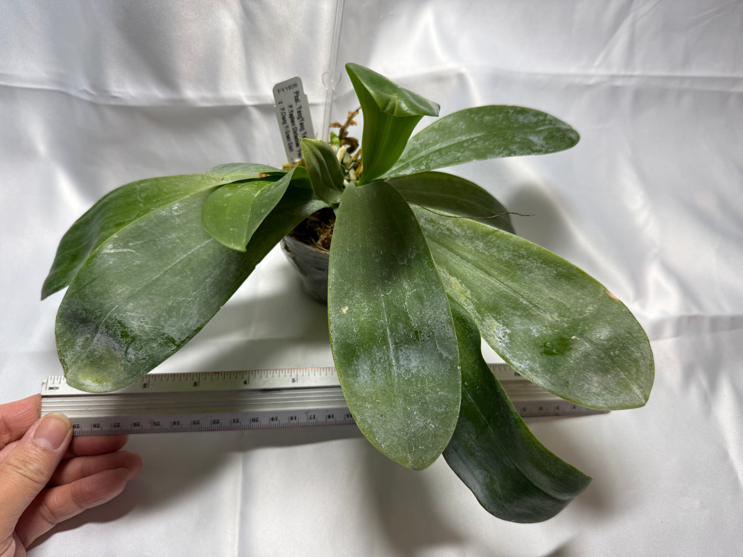 Phalaenopsis YangYang Yellow Parrot - seed grown extra large plant with keiki