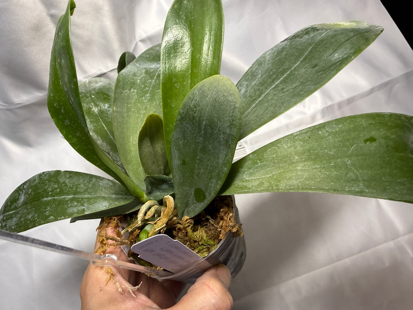 Phalaenopsis YangYang Yellow Parrot - seed grown extra large plant with keiki