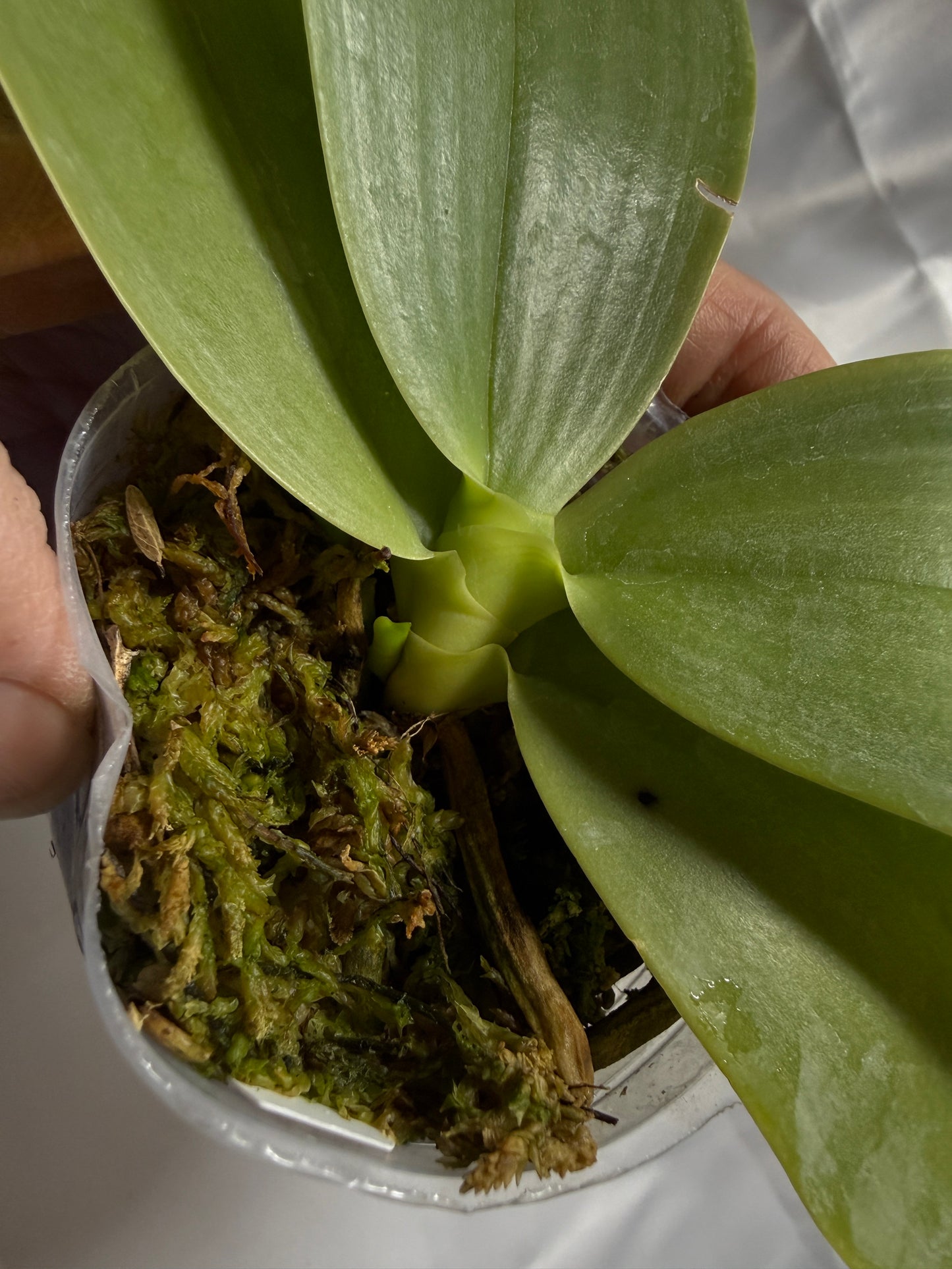 Phalaenopsis KS Blue Ludde-Freya's Dragonscale 251120 Spiking