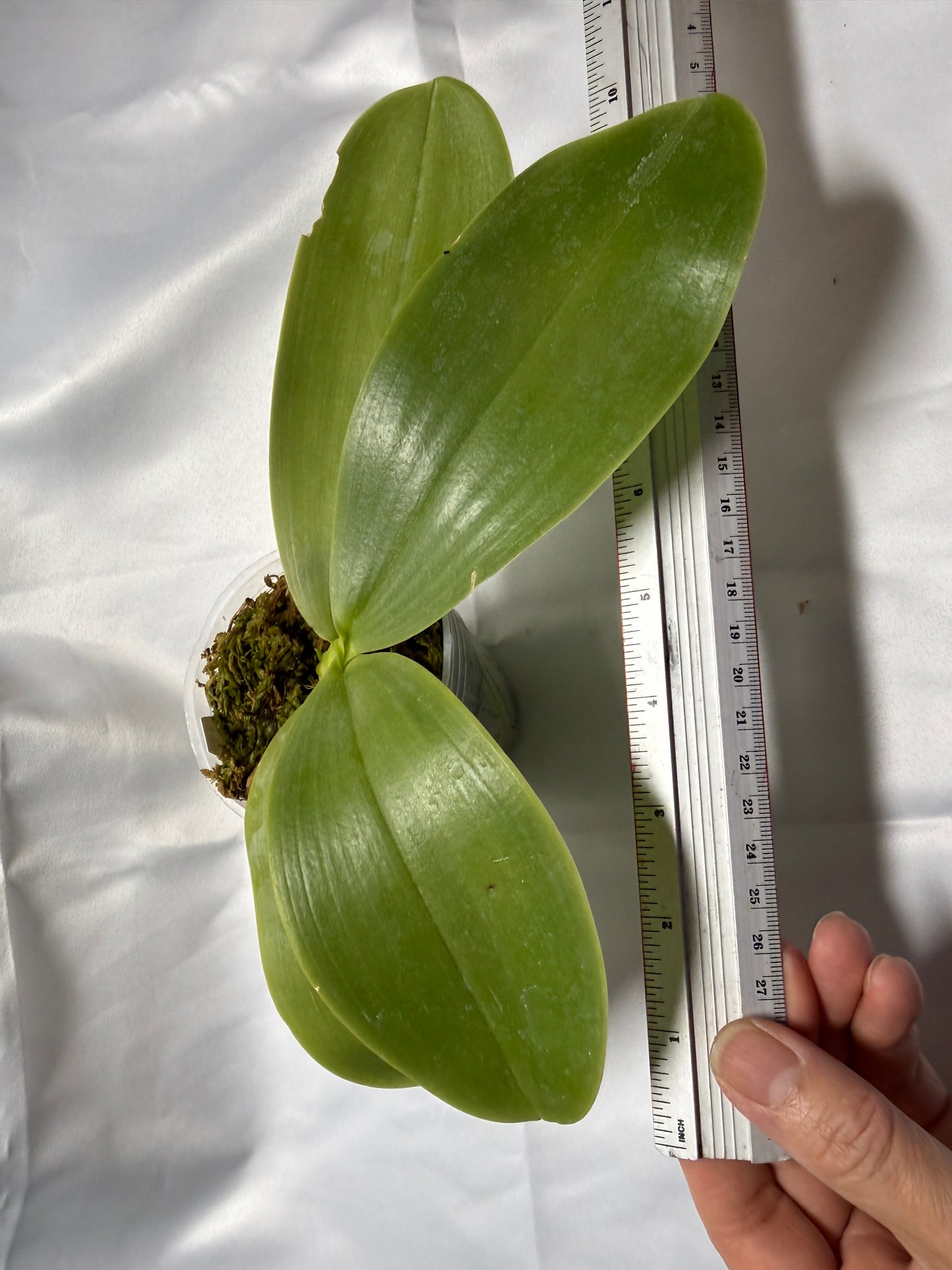 Phalaenopsis KS Blue Ludde-Freya's Dragonscale 251120 Spiking