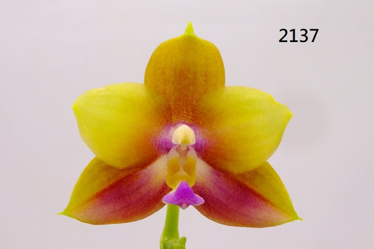 Phalaenopsis (Yaphon Yellow Story x AL Green Apple) 2137