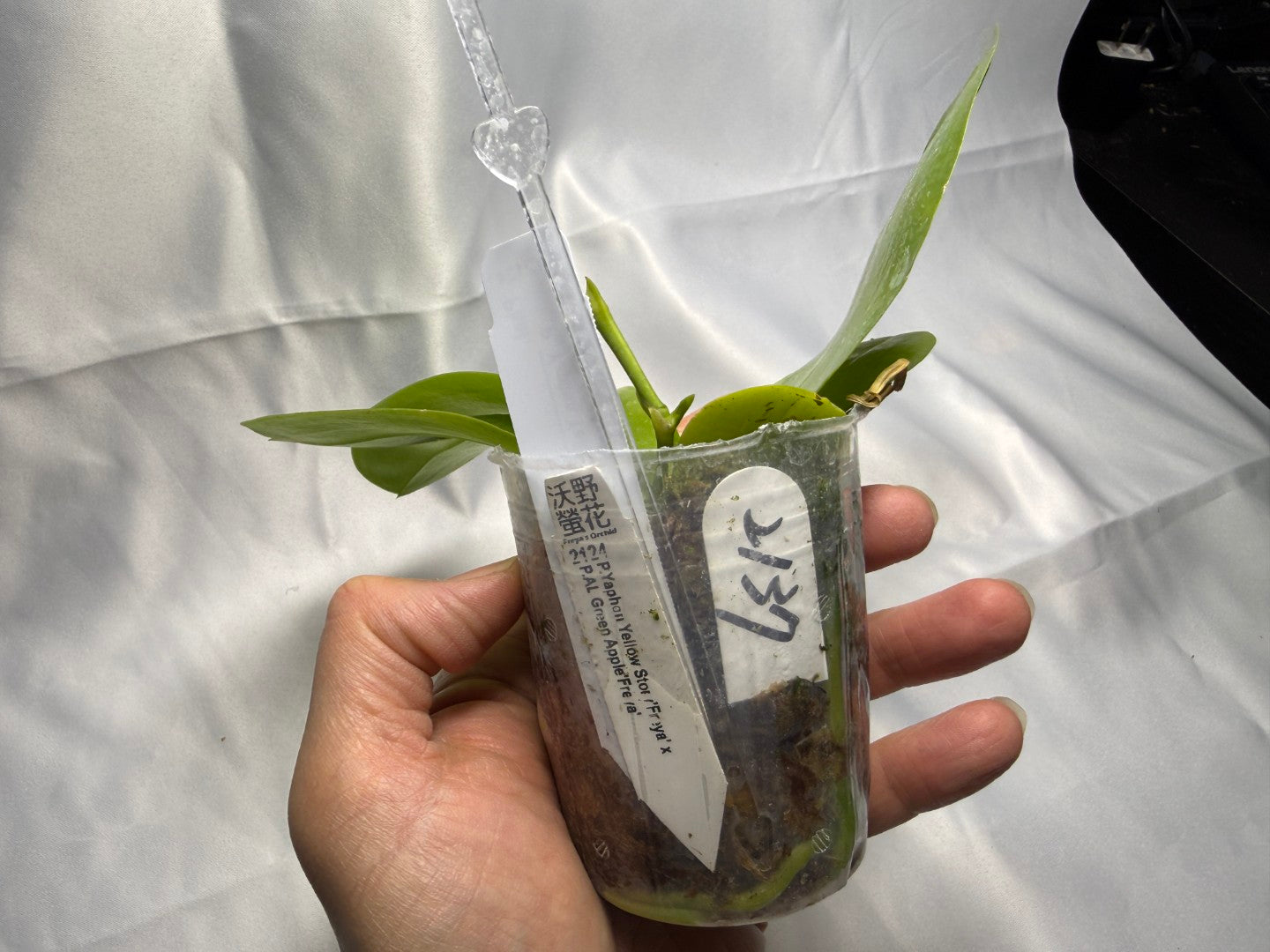 Phalaenopsis (Yaphon Yellow Story x AL Green Apple) 2137