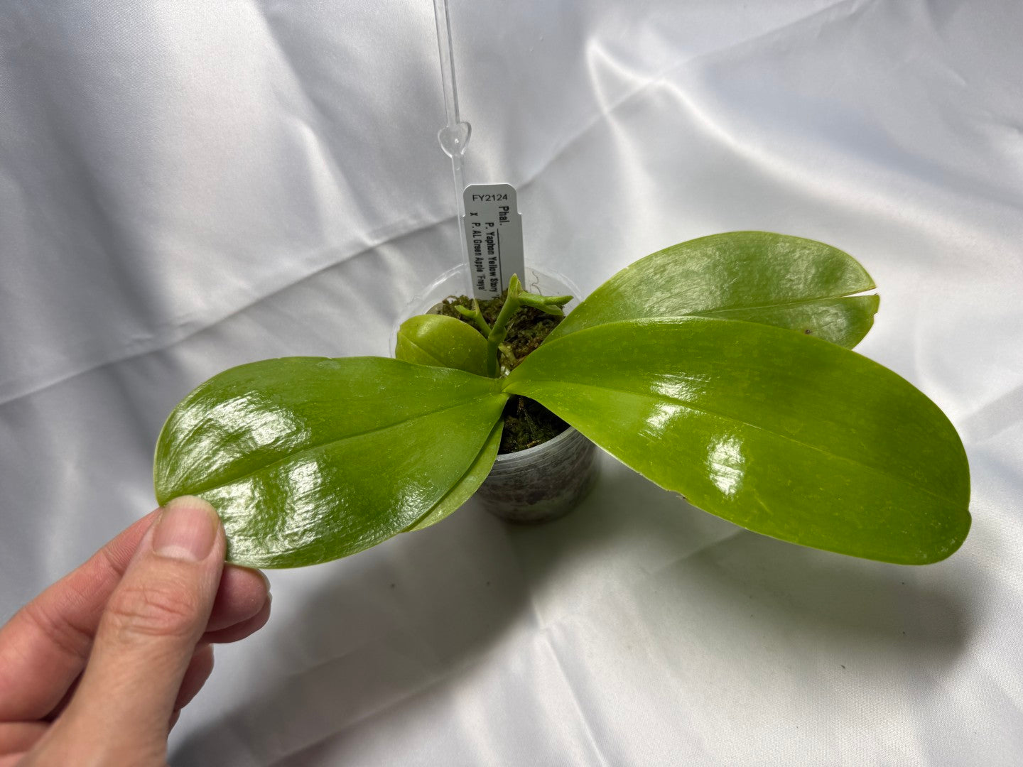 Phalaenopsis (Yaphon Yellow Story x AL Green Apple) 2137