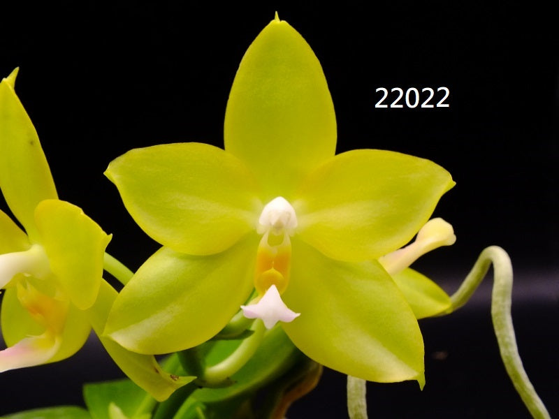 Phalaenopsis (Yaphon Yellow Story x AL Green Apple) 22022