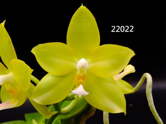 Phalaenopsis (Yaphon Yellow Story x AL Green Apple) 22022