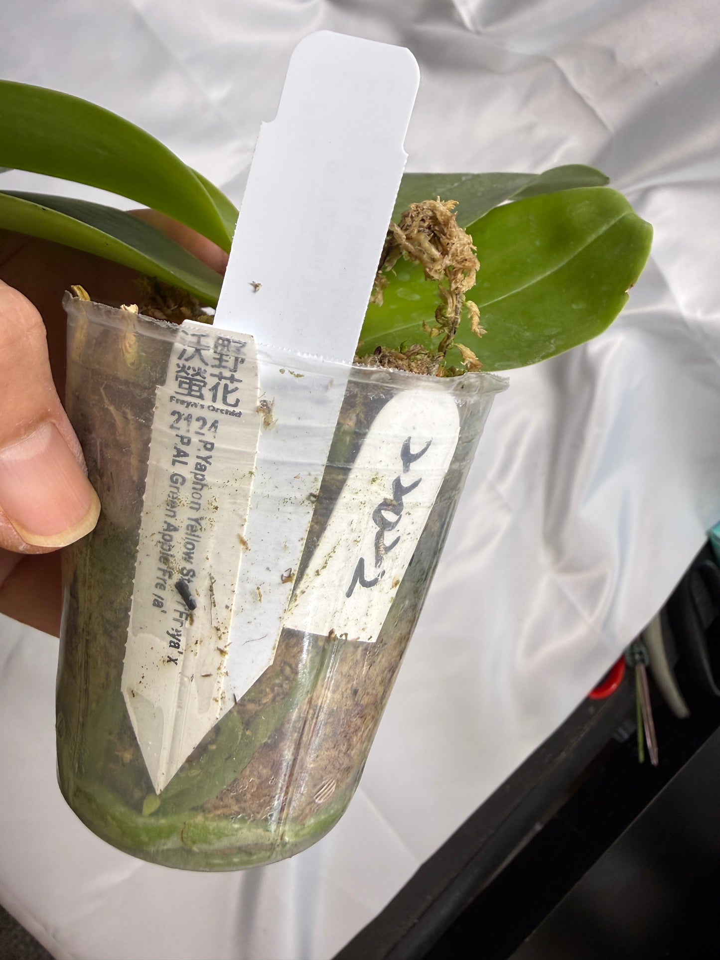 Phalaenopsis (Yaphon Yellow Story x AL Green Apple) 22022