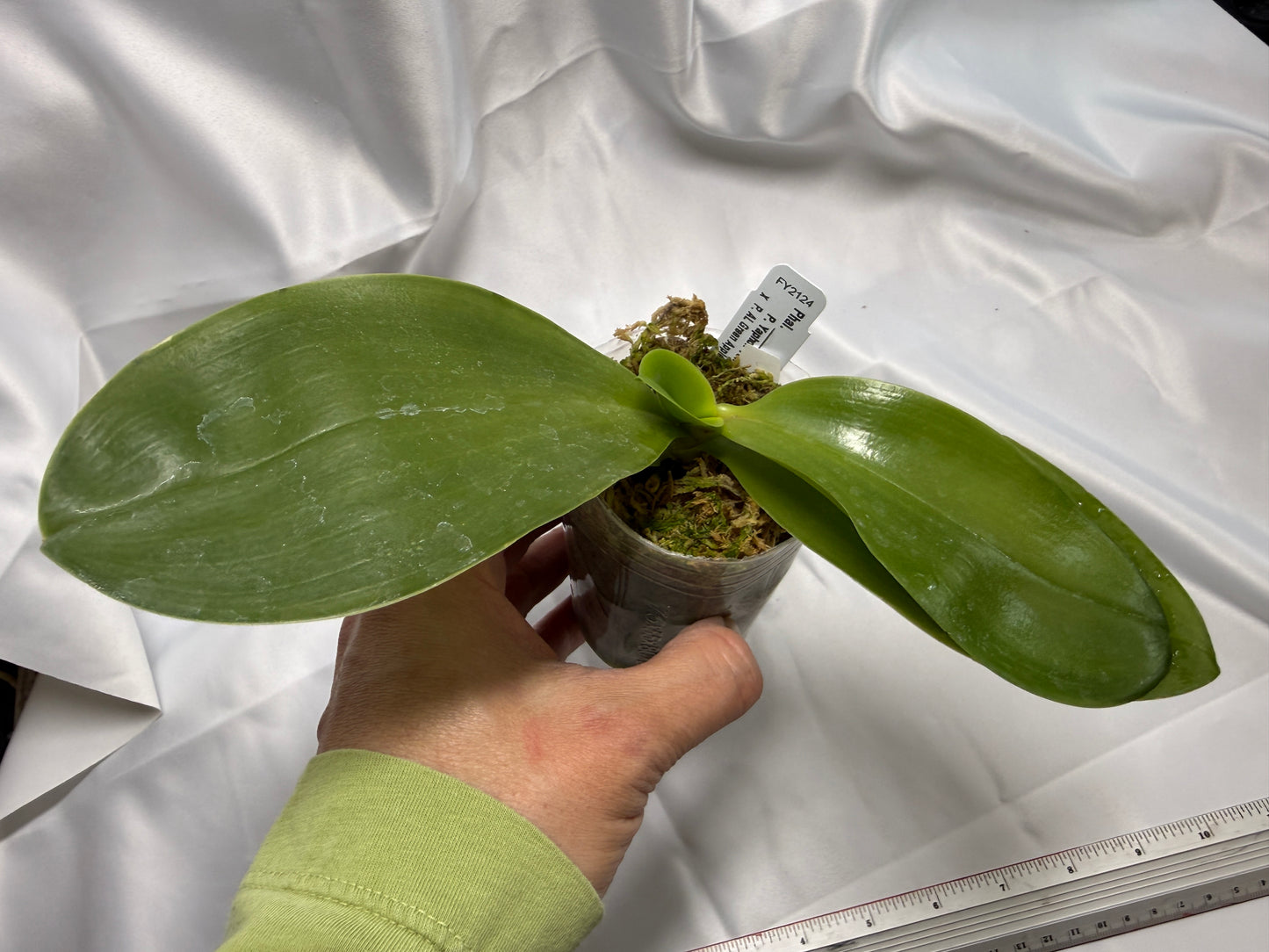 Phalaenopsis (Yaphon Yellow Story x AL Green Apple) 22022