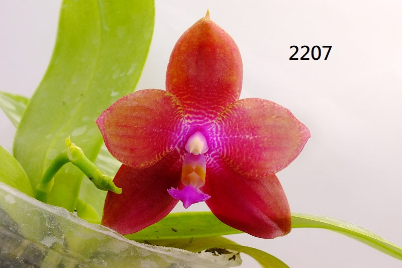 Phalaenopsis Freya's Blue Waltz 2207