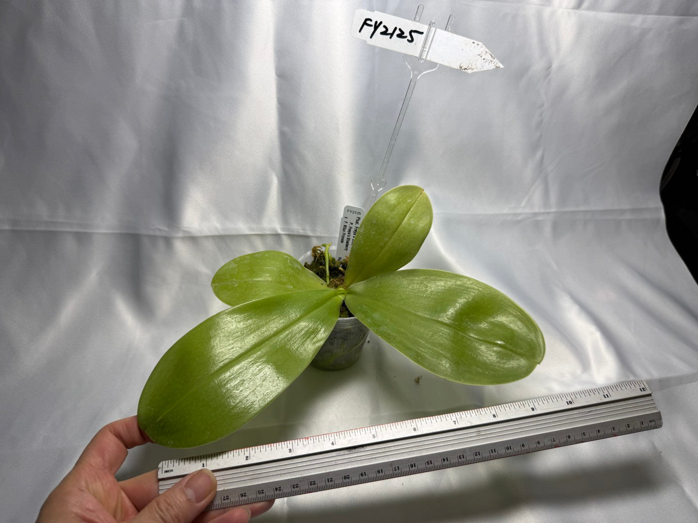 Phalaenopsis Freya's Blue Waltz 2207