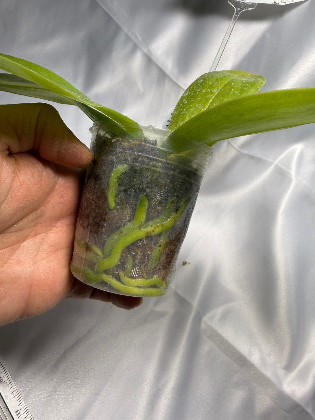 Phalaenopsis Freya's Blue Waltz 2207