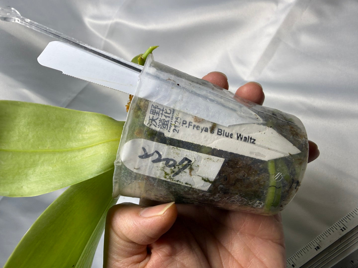 Phalaenopsis Freya's Blue Waltz 2207