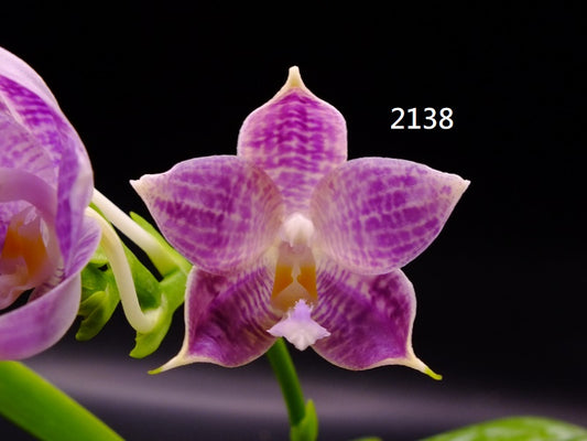 Phalaenopsis Freya's Blue Cat 2138