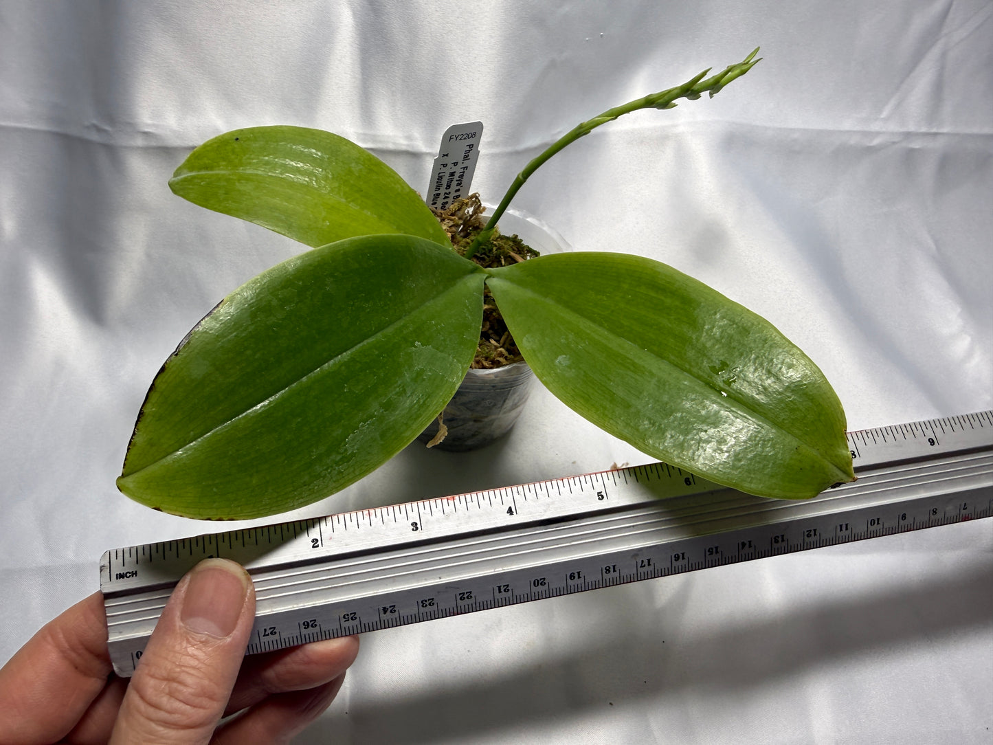 Phalaenopsis Freya's Blue Cat 2138