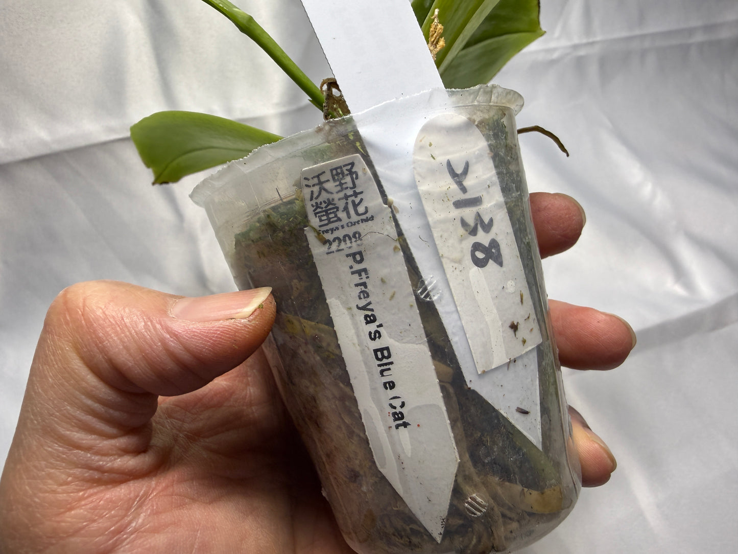 Phalaenopsis Freya's Blue Cat 2138