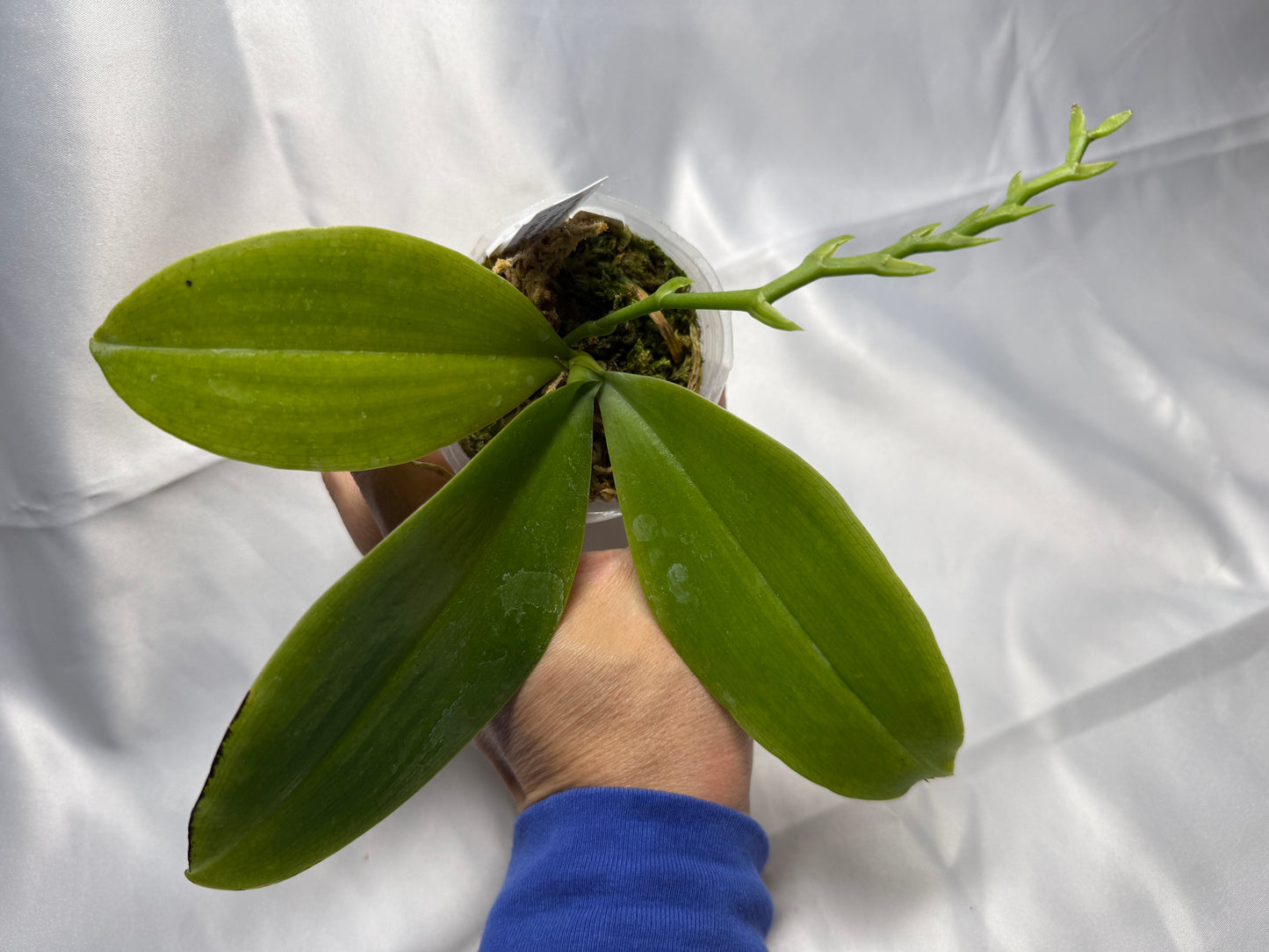Phalaenopsis Freya's Blue Cat 2138