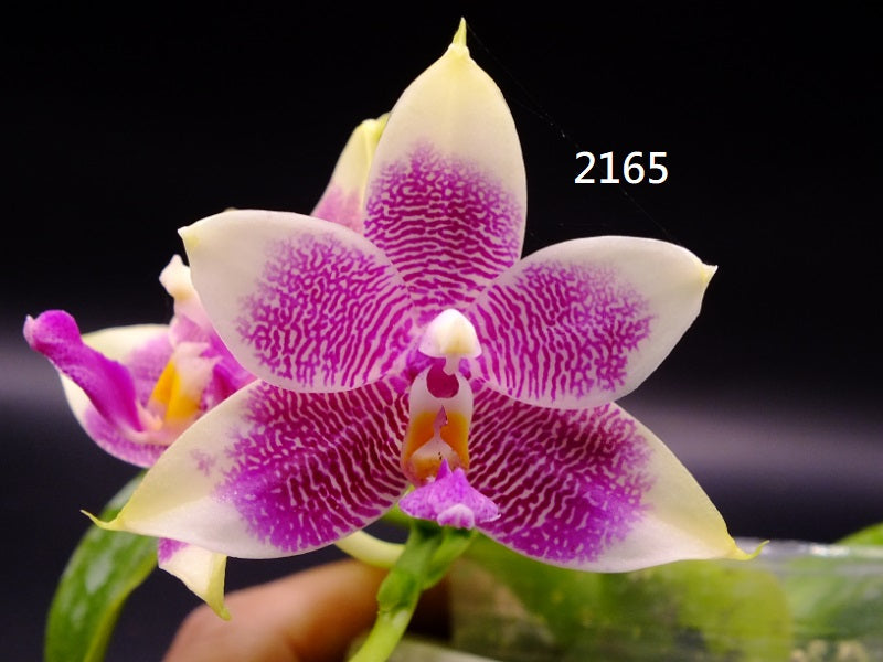 Phalaenopsis Freya's Blue Dragonfly 2165