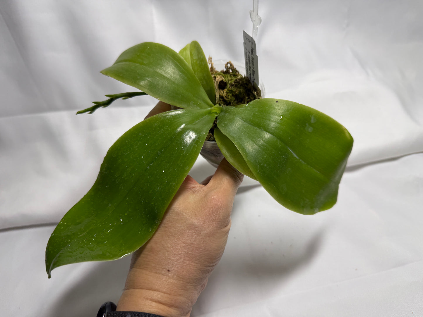 Phalaenopsis Freya's Blue Dragonfly 2165