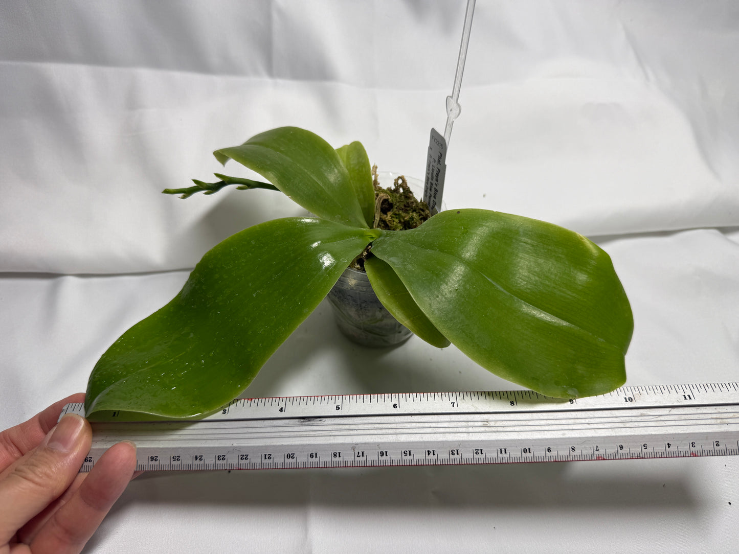 Phalaenopsis Freya's Blue Dragonfly 2165