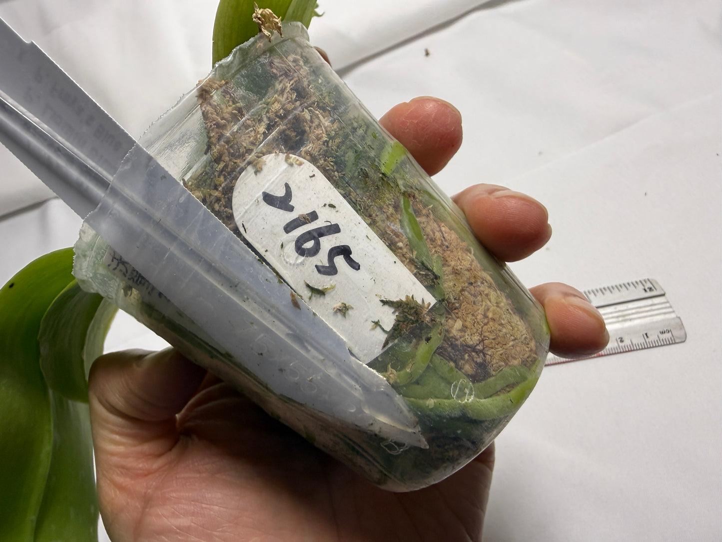 Phalaenopsis Freya's Blue Dragonfly 2165