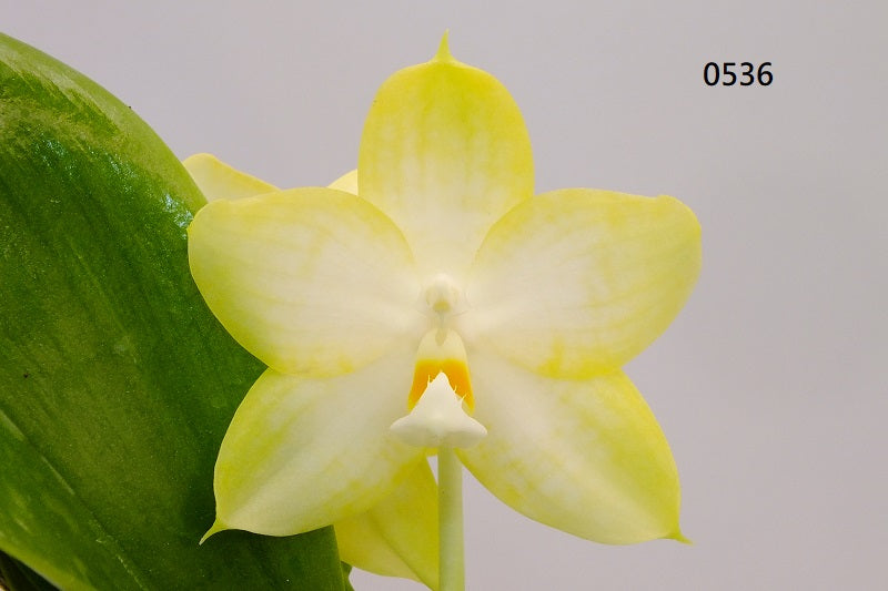 Phalaenopsis Freya's Blue Queen 0536 Budding