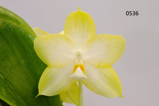 Phalaenopsis Freya's Blue Queen 0536 Budding