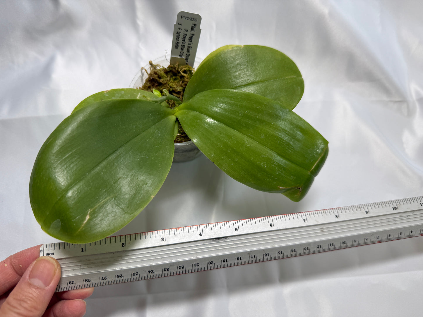 Phalaenopsis Freya's Blue Queen 0536 Budding