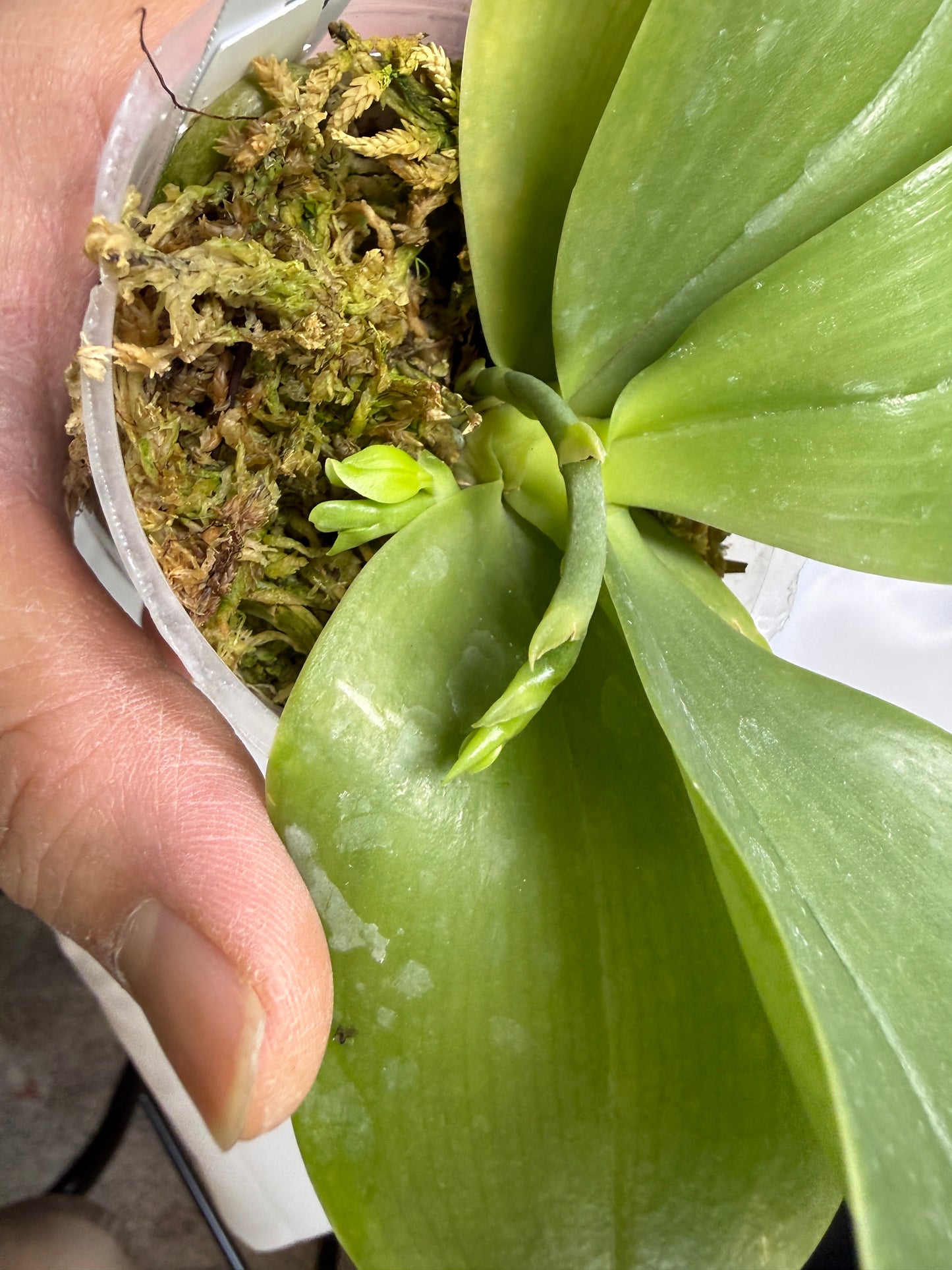 Phalaenopsis Freya's Blue Queen 0536 Budding
