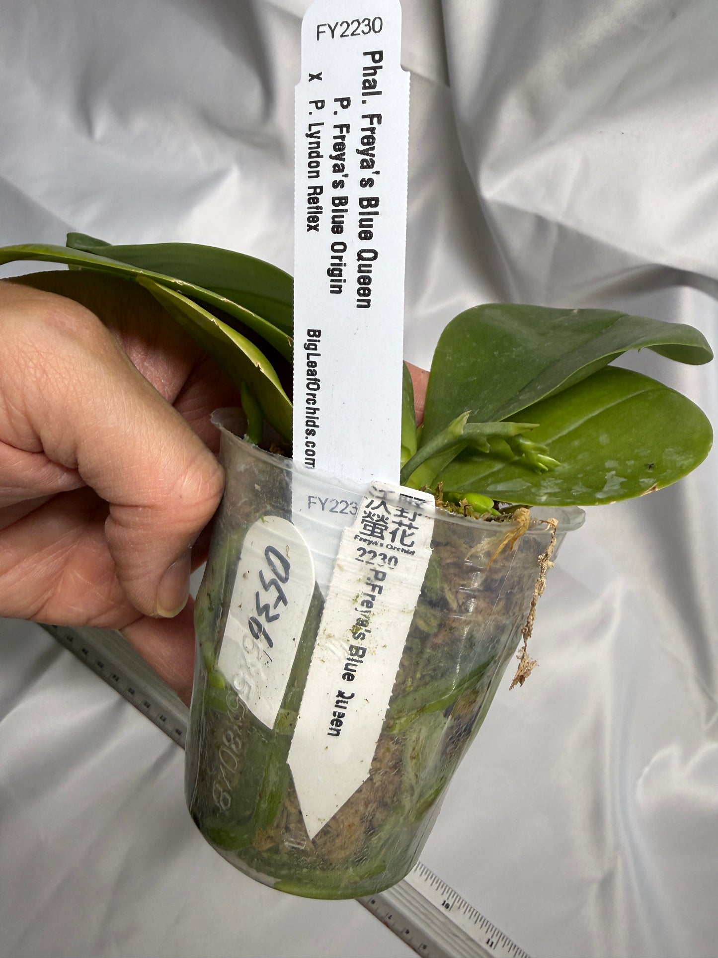 Phalaenopsis Freya's Blue Queen 0536 Budding